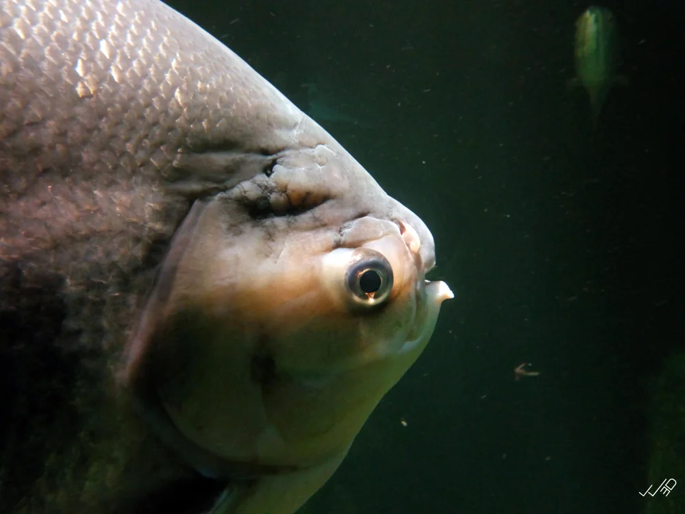 Akvariyum Forum Istanbul