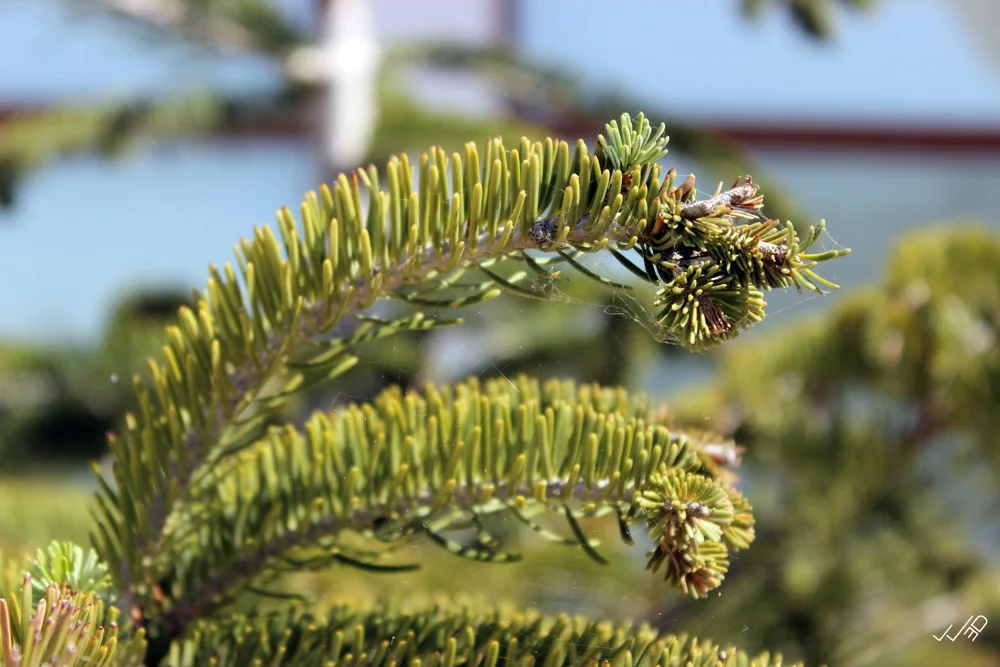 Branch